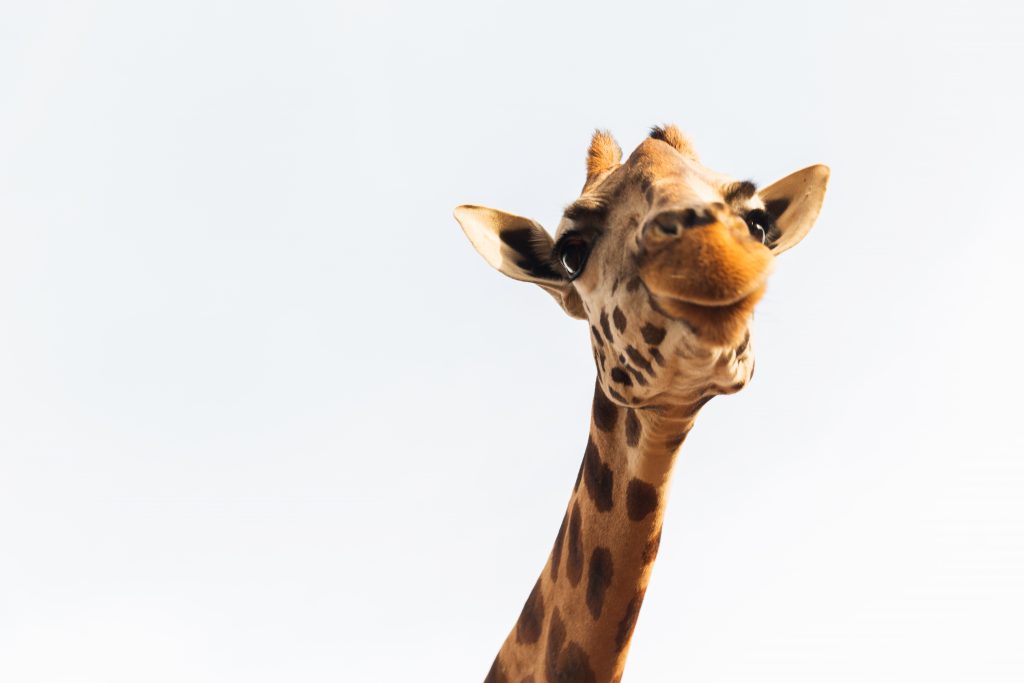 Africa PrePay