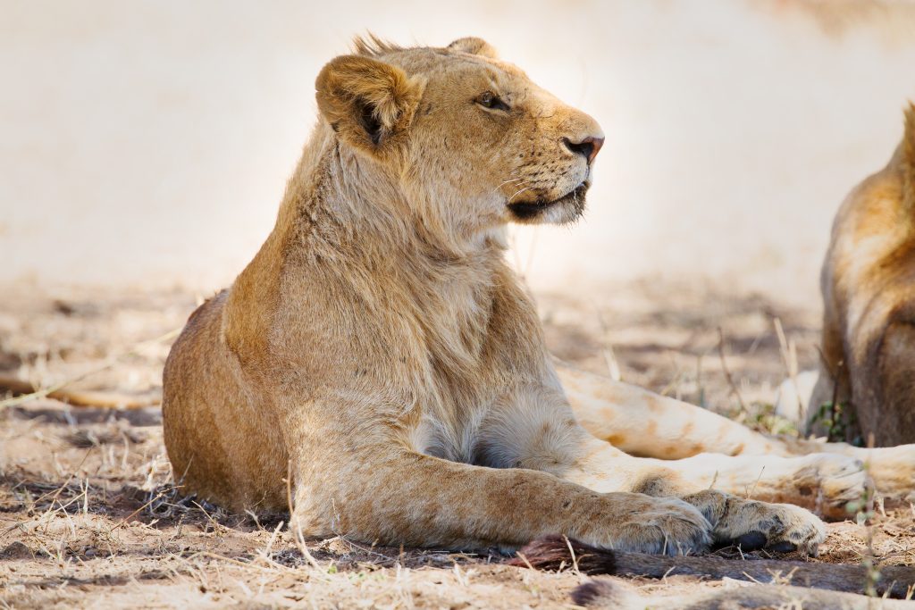 Africa PrePay